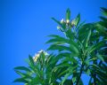 DPS Bali Frangipani flowers b.jpg